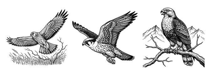 Obraz premium Falcons in vintage line art style