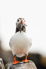Puffin - Papageientauscher mit Fischen im Schnabel