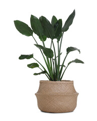 Beautiful potted bird of paradise houseplant in basket isolated on white
