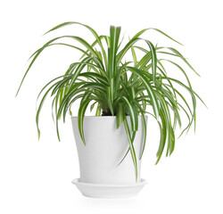 Beautiful potted spider houseplant isolated on white