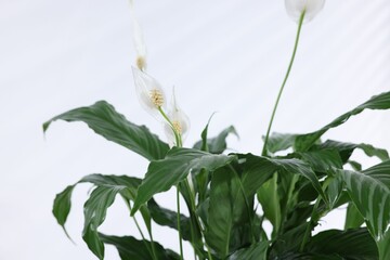 Beautiful blooming spathiphyllum against white background, closeup