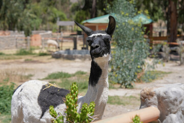 Naklejka premium Camélido andino de frente a la cámara