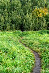 Narrow winding dirt path meanders through vibrant green grassy field towards dense forest with hints of golden autumn foliage