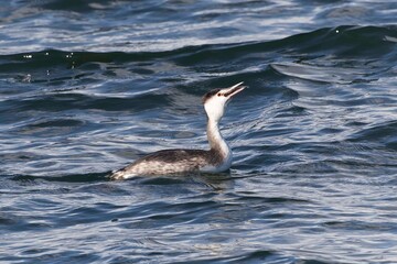 魚を捕らえるカンムリカイツブリ