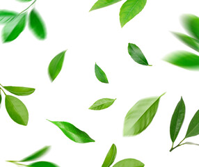 Fresh green leaves of citrus plant flying on white background