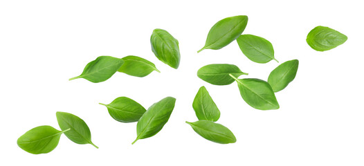 Fresh green basil leaves flying in air on white background