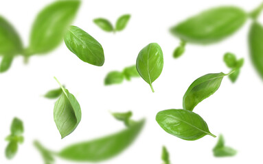 Fresh green basil leaves flying in air on white background