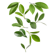 Fresh green leaves of citrus plant flying on white background