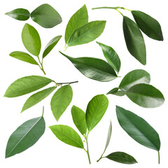 Naklejka premium Fresh green leaves of citrus plant isolated on white, set