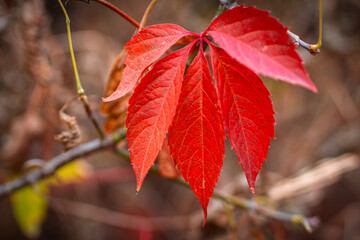 Striking bright red virginia creeper leaf showcasing the intense colors of autumn
