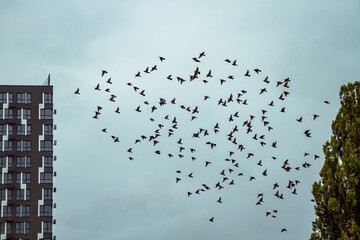 Seasonal departure concept featuring birds leaving a leafy landmark under grey weather 