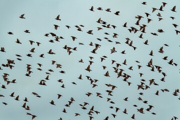 Dense cloud of starlings in synchronized aerial motion