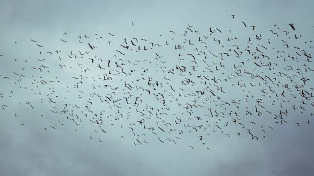 Massive murmuration pattern of wild birds in flight