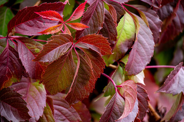 Shiny burgundy vine leaves with flashes of fresh green 