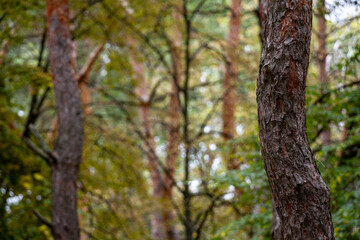 Obraz premium Quiet forest path view with tall pine trunks conveying peace and natural solitude