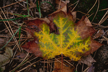 Earthy tones of fall captured in a single, decaying five pointed leaf 