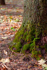 Autumn park scenery emphasizing the texture and color of the tree's powerful root system 