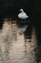 Elegant white swan standing on a floating log with a perfect reflection on dark water 
