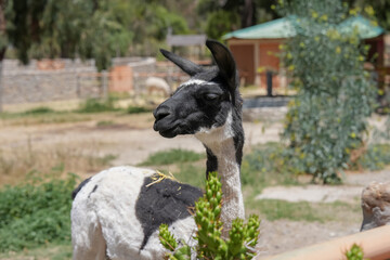 Naklejka premium Camélido andino de perfil