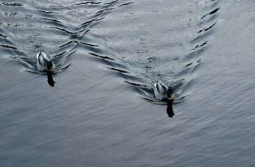 Quiet wildlife moment capturing two ducks moving across the smooth water surface 