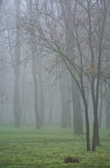 Lonely trunks fading into distance on a damp day