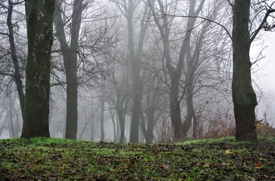 Misty morning in a silent city park