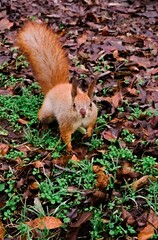 Curious red squirrel standing on the ground amidst green grass and fallen autumn leaves 