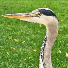 Garza real (Ardea cinerea) - primer plano.