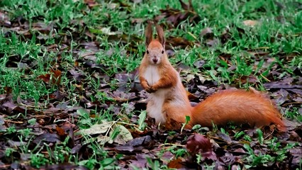 Small furry creature posing with front paws folded 