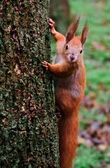 Alert squirrel peeking from trunk in autumn park 