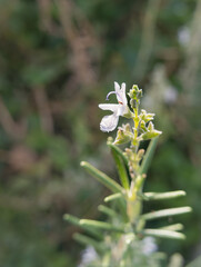 Closeup of a Delicate Rosemary Flower