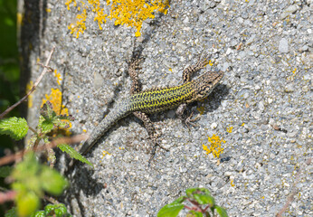 European Wall Lizard on Stone with Yellow Lichen