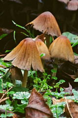 Macro photography capturing the intricate detail of woodland toadstools