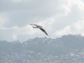Yellow legged Gull Flying Over Hazy Vigo Spain
