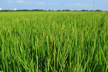 稔り始めた稲穂 山形庄内米