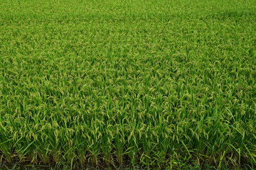 稔り始めた稲穂 山形庄内米