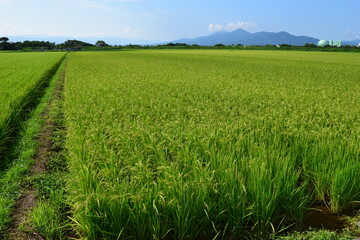 Obraz premium 稔り始めた稲穂 山形庄内米