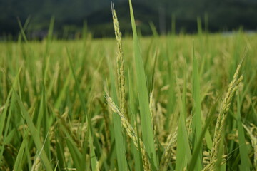 稔り始めた稲穂 山形庄内米