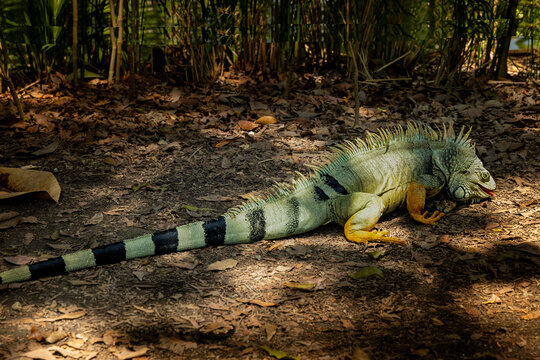 Iguana roaming wild in the Jardin Botanico De Medellin, 