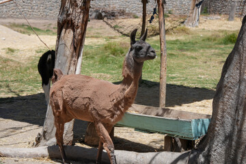 Naklejka premium Camélido andino con pelaje de color café y en posición de perfil