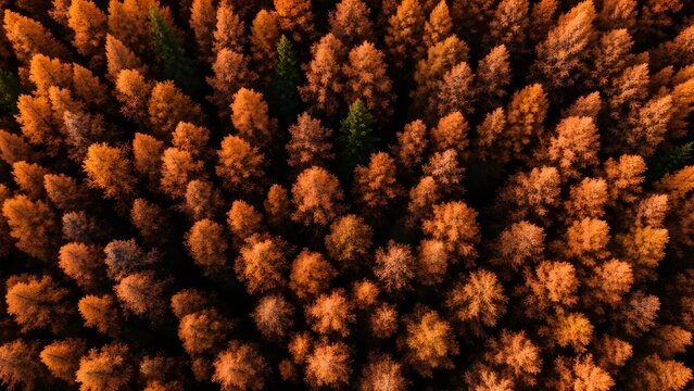 Aerial view of vibrant autumn forest with colorful trees
