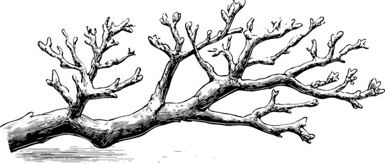 Fototapeta premium Decorative engraved winter branch corner illustration for seasonal design