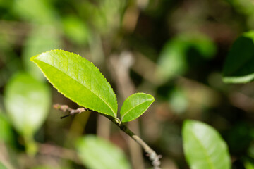 The tea plant (Camellia sinensis) belongs to the order Theales, family Theaceae. Tea is a herbaceous plant that has green leaves and the tops of the leaves are used to make tea.