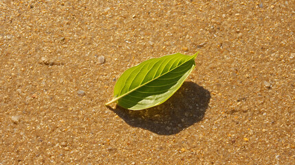 A single green leaf lying on a sandy surface with visible veins and a shadow cast beside it on the sand