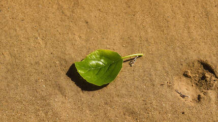 A single green leaf lying on a textured brown surface in bright sunlight casting a dark shadow