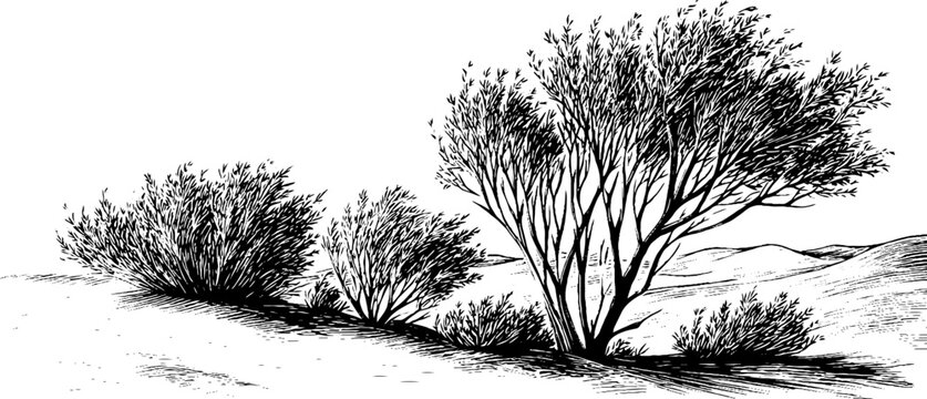 Wind blown prairie shrubs hand drawn engraved decorative illustration for natural landscape design