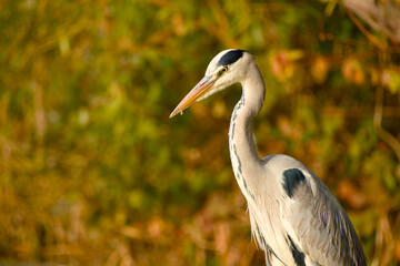 Elegant Grey Heron (Ardea cinerea) in a close-up portrait captured in warm autumn sunlight