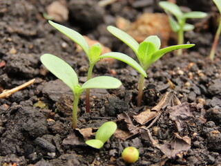 Zinnias seedlings growing in a gardening bed. Seedlings growing in a garden bed.	