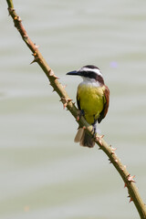 Close-up of Great Kiskadee (Pitangus sulphuratus). Yellow, white, and brown bird. Perched on a dry thorny branch. Soft, blurred water background.
