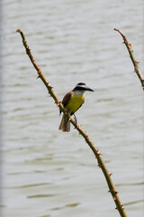 Close-up of Great Kiskadee (Pitangus sulphuratus). Yellow, white, and brown bird. Perched on a dry thorny branch. Soft, blurred water background.
